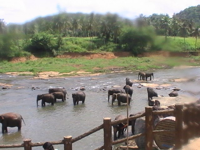 Conservation breeding programme