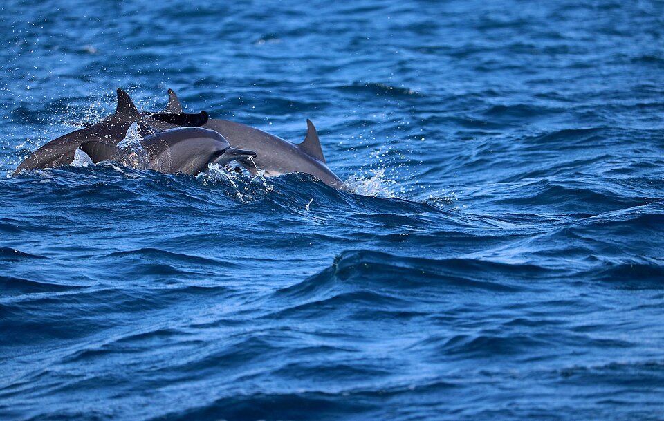 Dolphin superpod boat trip