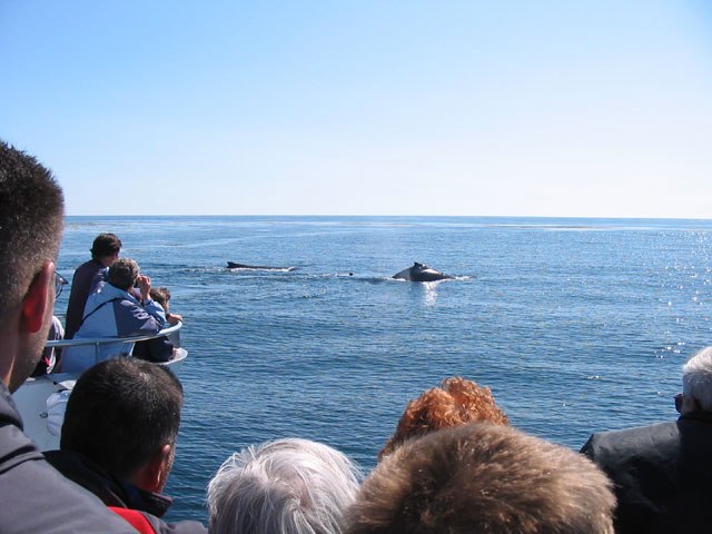 Whale watching off Trinco