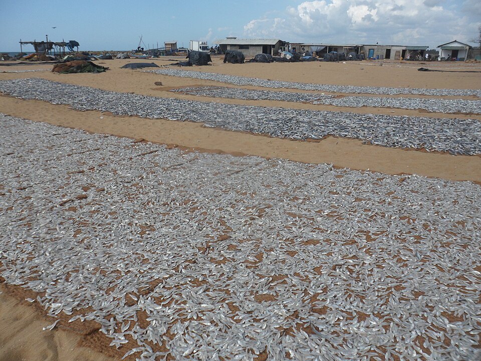 Negombo fish market at dawn