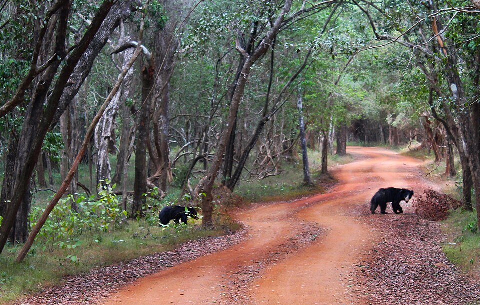 Sloth bear sightings