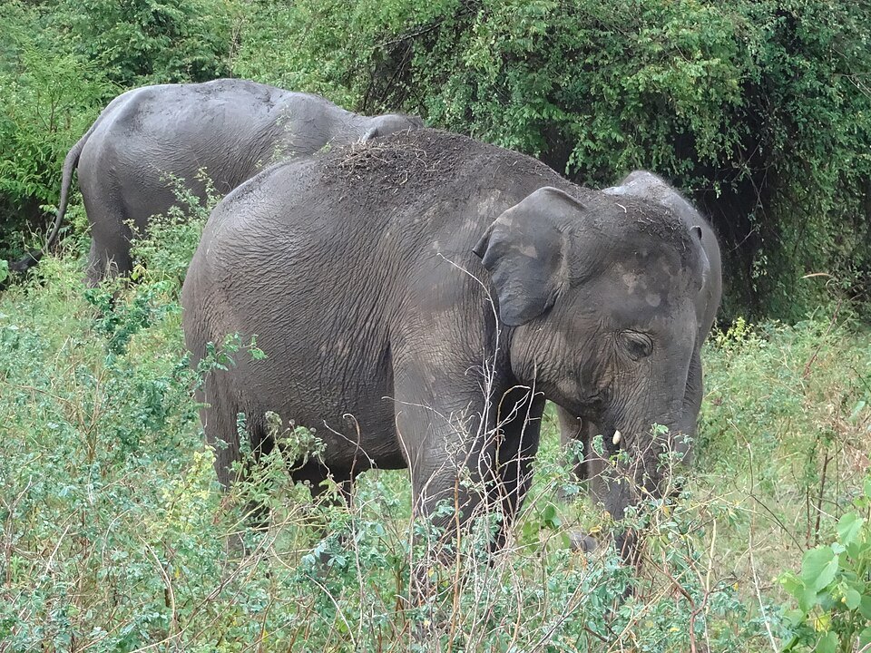 The Elephant Gathering