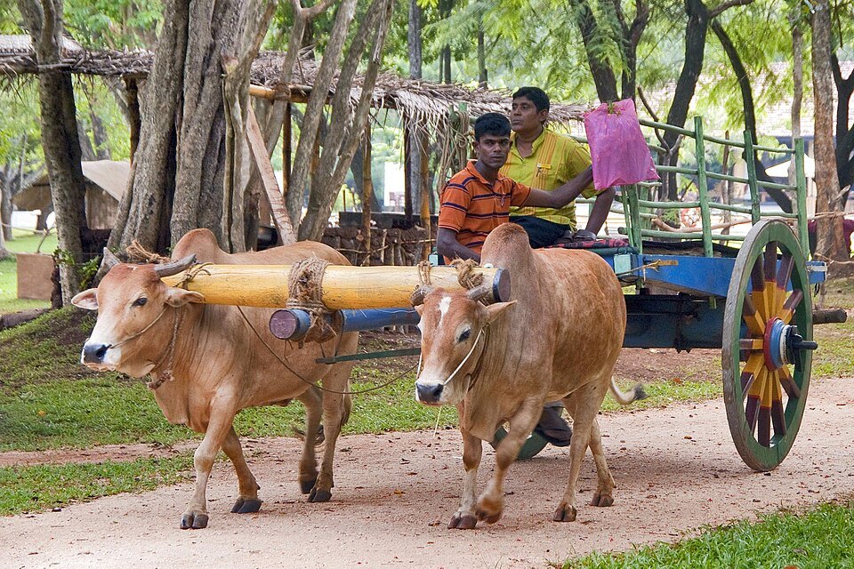 Village Tours