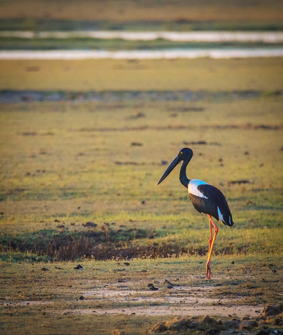 Bird Watching gallery 5