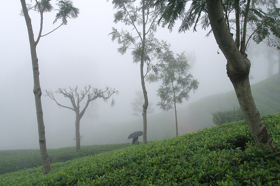 Plantation walks & tea tastings