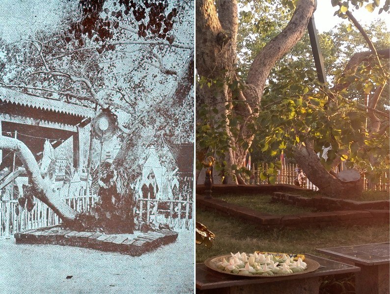 Sri Maha Bodhi sacred tree