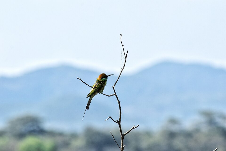 Bird Watching gallery 3