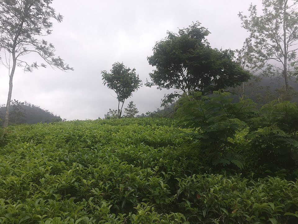 Ceylon Tea Trails experience