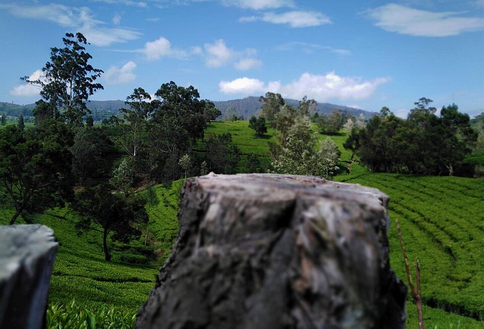 Tea factory tours