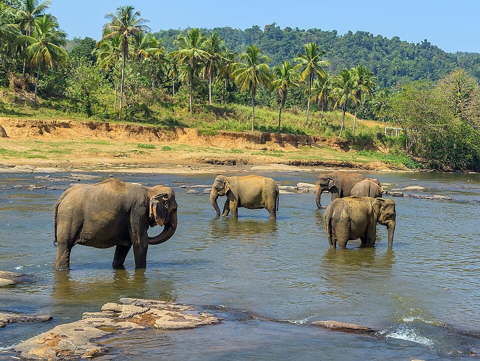 Elephant-dung paper & village crafts