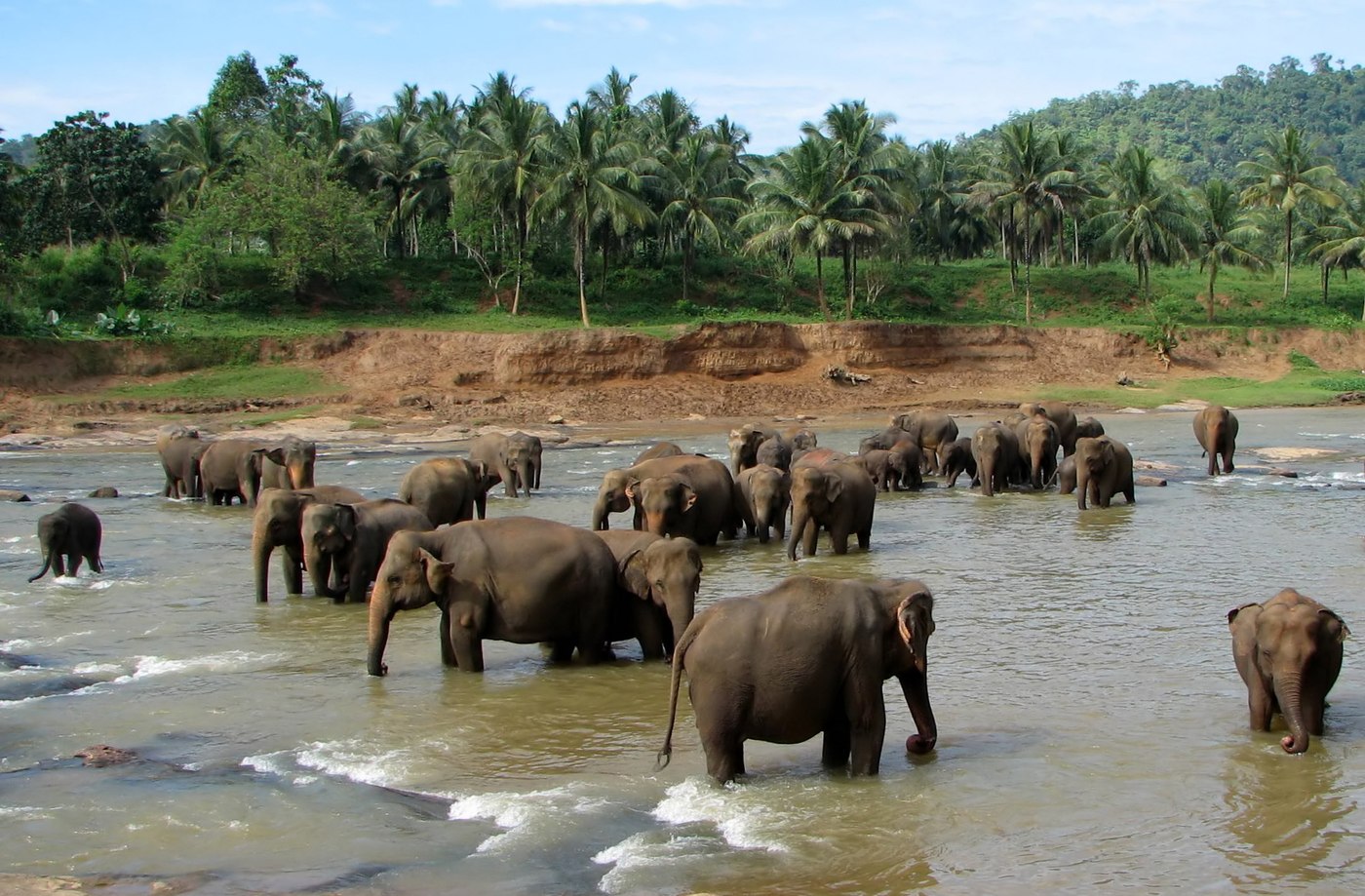 Baby elephant bottle feeding