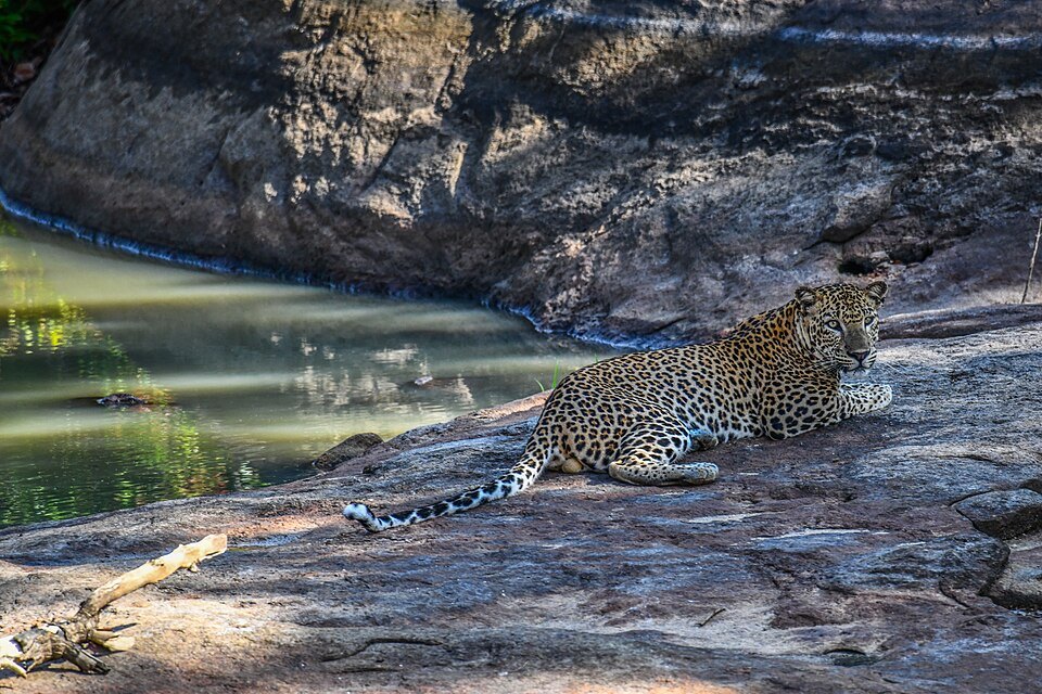 Leopard tracking safari