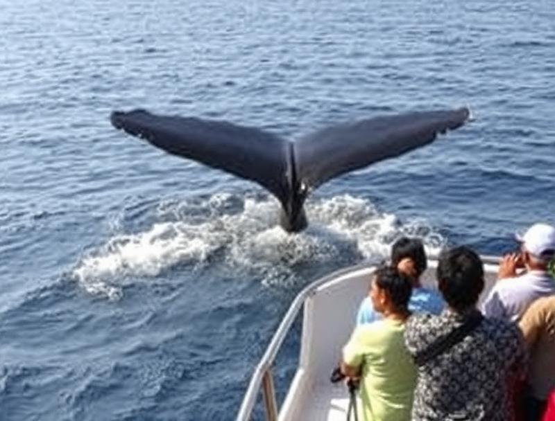 Whale watching off Trinco
