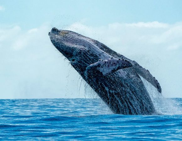 Whale & Dolphin Watching